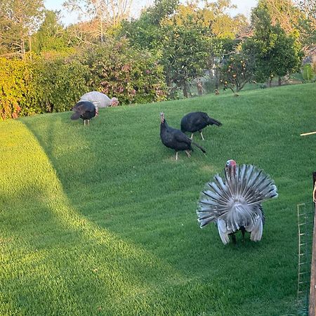 Bird Song Farm Hotel Hat Head Bagian luar foto